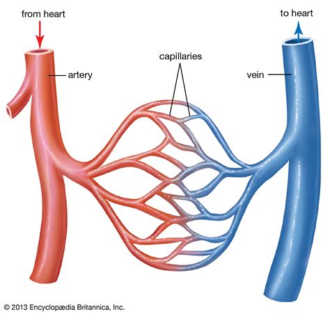 veins arteries capillaries diagram 